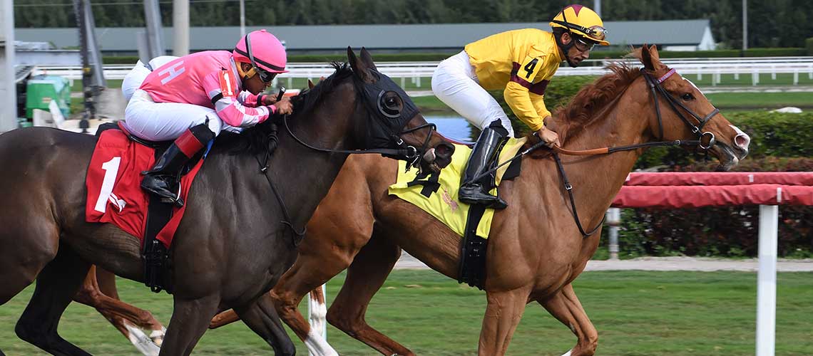 Bipartisanship-The-Tropical-Park-Oaks2-